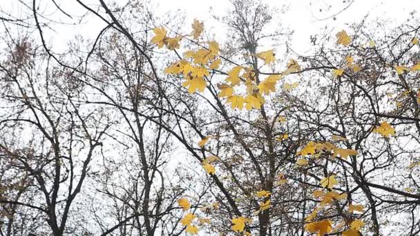 желтые осенние листья в парке - Кадры, видео