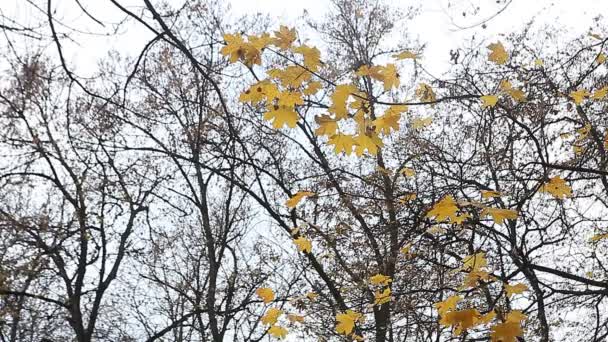 folhas de outono amarelo no parque - Filmagem, Vídeo