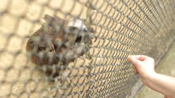 Nagy vadon élő madár az állatkertben - Felvétel, videó