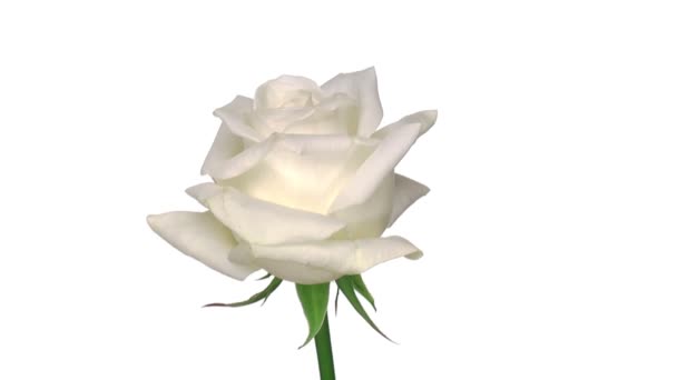 Roterende "Akito" Rose geïsoleerd op witte eindeloze lus 1 - Video