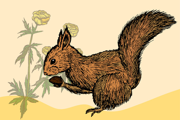Squirrel. Hand drawn sketch element. Vector illustration - Vector, Image
