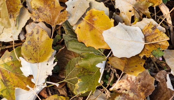 Herbst natürlichen Hintergrund mit bunten Ahornblättern - Foto, Bild