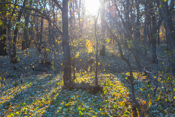 beautiful quiet forest in a rays of sun - Fotoğraf, Görsel