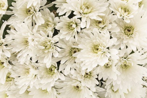 Chrysanthème blanc Gros plan comme fond
 - Photo, image