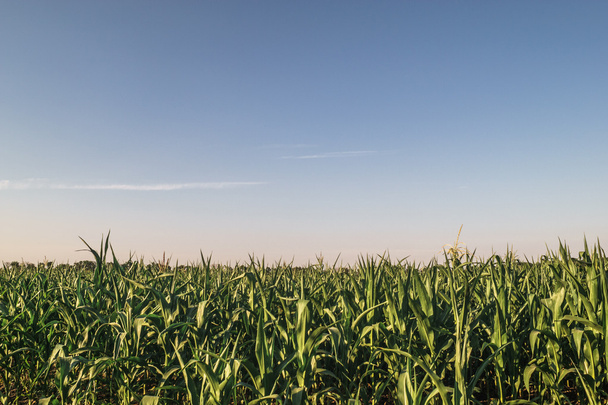 champ de maïs, ciel bleu avant le coucher du soleil concept de temps
 - Photo, image