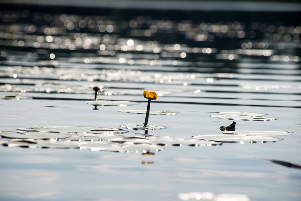 Αντανακλάσεις στο νερό ήρεμη λίμνη με νούφαρα - Φωτογραφία, εικόνα