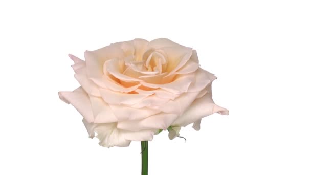 Roterende "Renate" Rose geïsoleerd op witte eindeloze lus 1 - Video