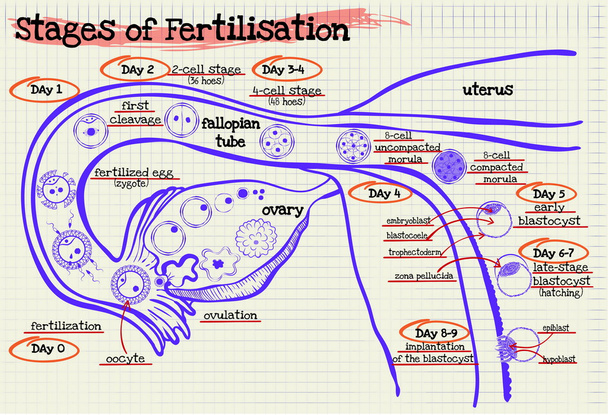 stage human fertilization diagram - Vector, Image
