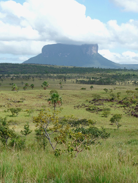 Kuravaina tepui in Canaima - Foto, afbeelding