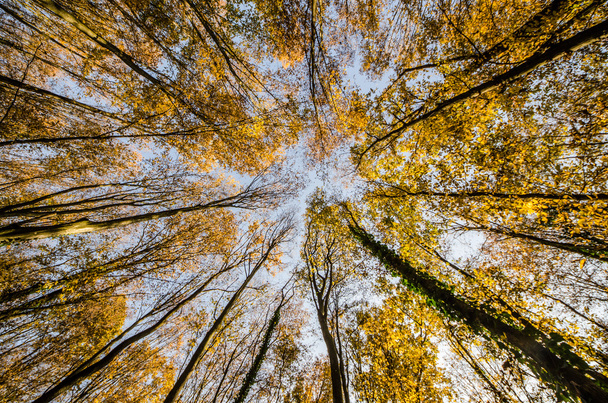 Up view of autumn forest - Photo, Image