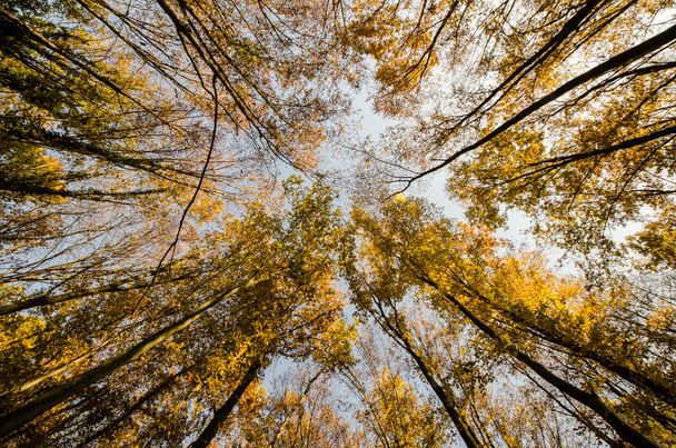 Vista para cima da floresta de outono
 - Foto, Imagem