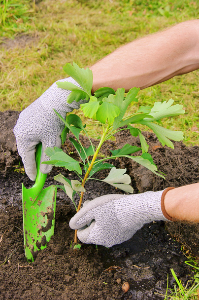 Ginkgo planting 03 - Photo, Image