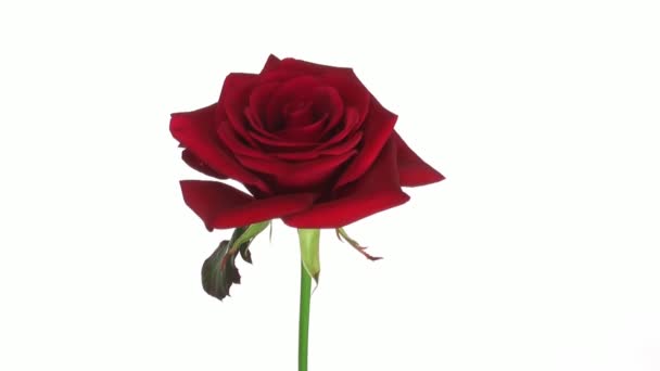 Rotating "Kardinal" rose isolated on white endless loop 2 - Footage, Video