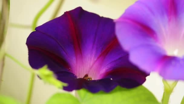 Bee On Morning Glory - Footage, Video