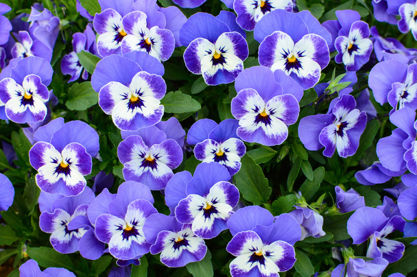 Натуральный цветочный фон из фиолетовых голубых цветов
 - Фото, изображение