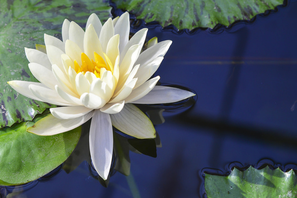 Le lotus blanc dans l'étang avec la lumière du soleil
 - Photo, image