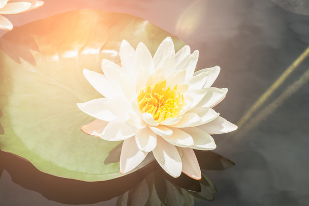 lotus blanc ou nénuphar
 - Photo, image