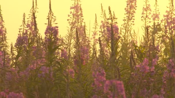 Fireweed Flores em orvalho em Dawn Camera Motion
 - Filmagem, Vídeo