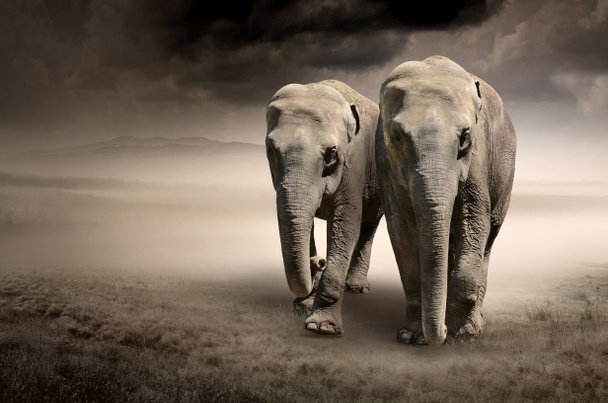 ζεύγος των ελεφάντων σε κίνηση - Φωτογραφία, εικόνα