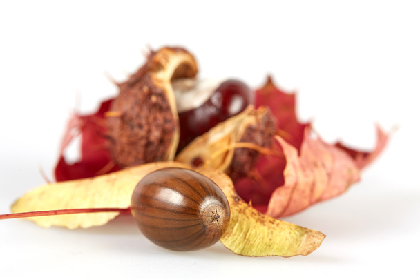 Isolated chestnut and acorn on a maple leaf - Фото, зображення