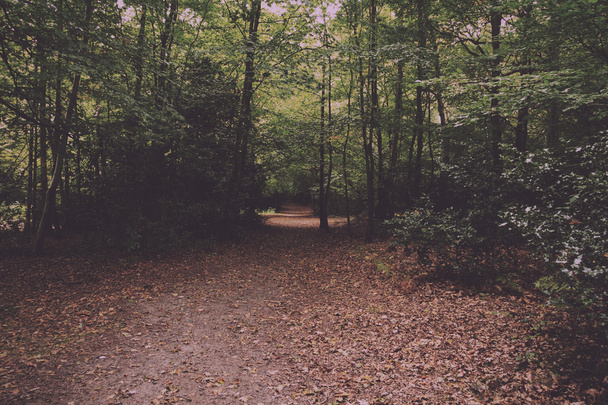 Waldszene zu Beginn des Herbstjahrgangs-Retro-Filters. - Foto, Bild