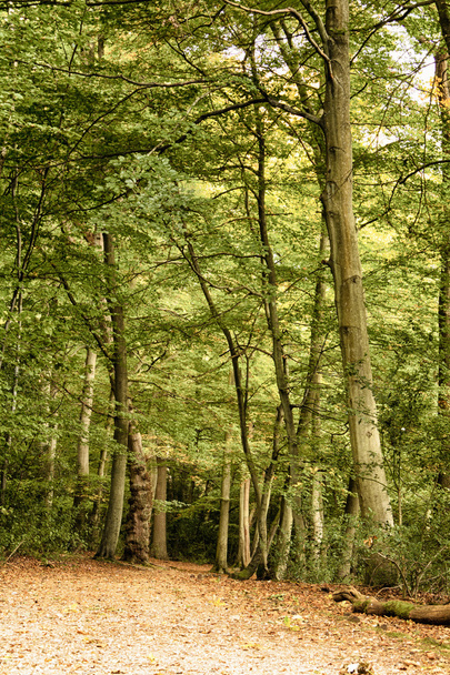 Woodland scene at the start of autumn HDR Filter. - Foto, imagen