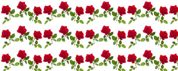  wzór czerwona róża na łodydze zielonych liści - Zdjęcie, obraz