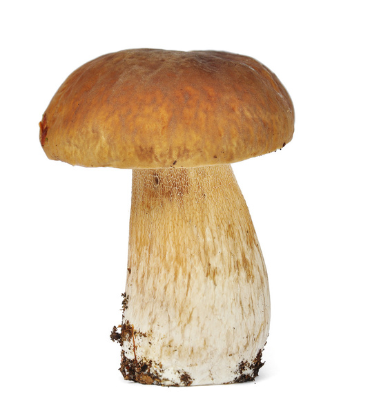 Mushroom boletus edulis - Fotoğraf, Görsel