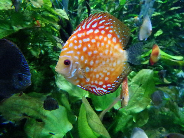 discus fish , colorful tropical discus fish , - Photo, Image