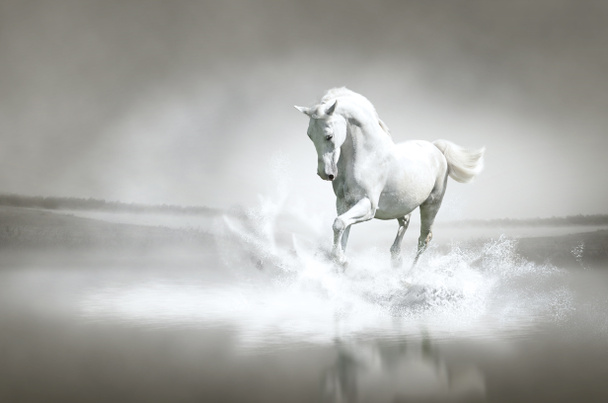 Cavalo branco correndo através da água
 - Foto, Imagem
