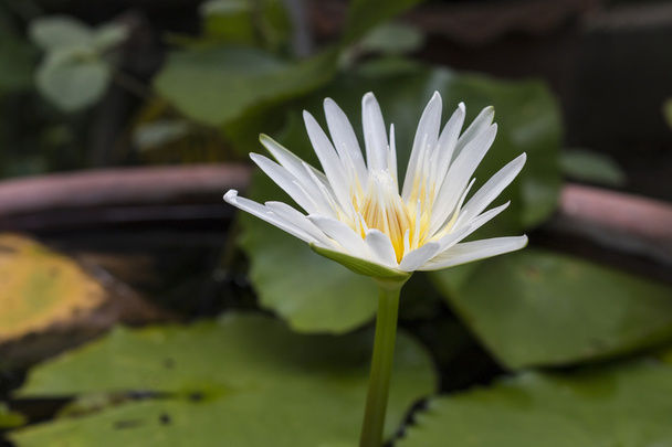 white lotus flower - Photo, Image