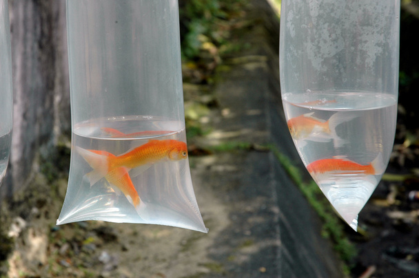 Goldfisch in einer Plastikverpackung zum Verkauf - Foto, Bild
