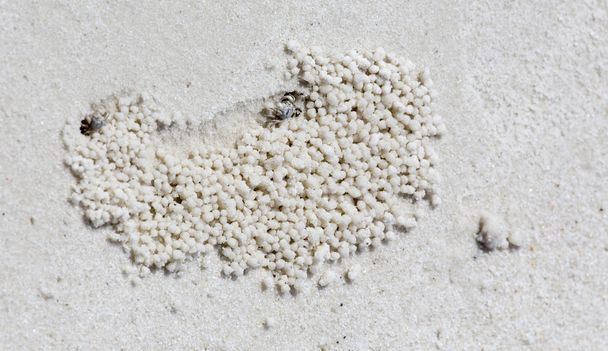 Pequenos buracos de caranguejo na areia
  - Foto, Imagem