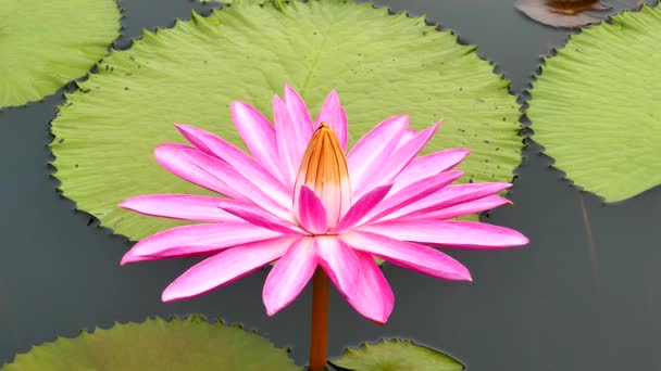 le lotus rose dans l'étang. - Séquence, vidéo