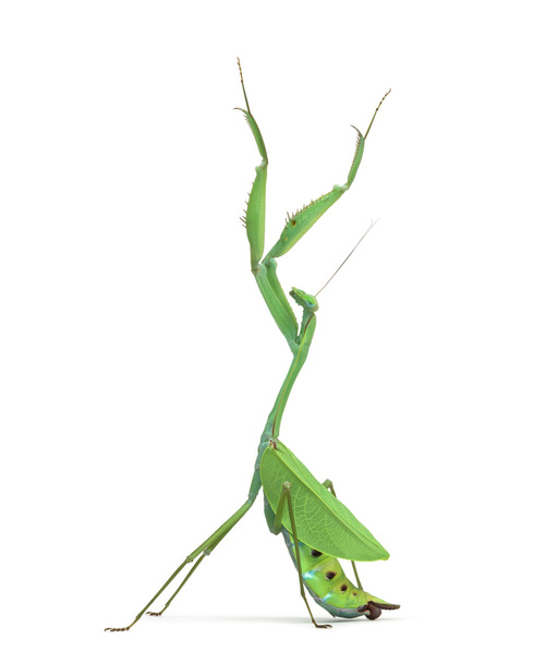 Männliche Gottesanbeterin - macromantis ovalifolia, isoliert auf weiß - Foto, Bild