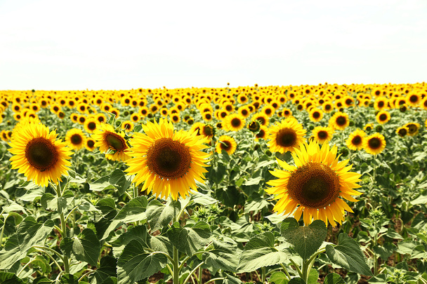 zonnebloem veld - Foto, afbeelding