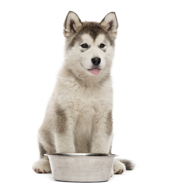 Alaskan Malamute puppy sitting with a bowl isolated on white - Photo, Image