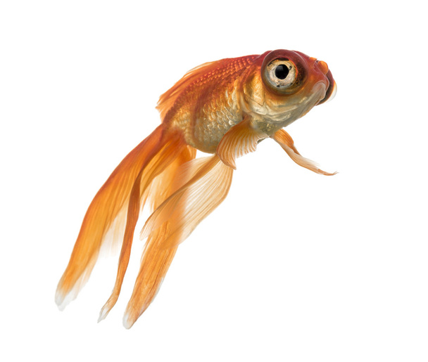 Vista lateral de un pez dorado en el agua, mirando hacia arriba
 - Foto, Imagen