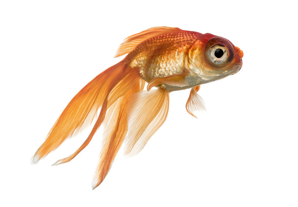 Vista lateral de un pez dorado en el agua, isolado sobre blanco
 - Foto, Imagen
