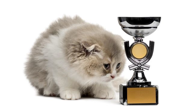 Highland Fold kitten and trophy looking down isolated on white - Fotoğraf, Görsel