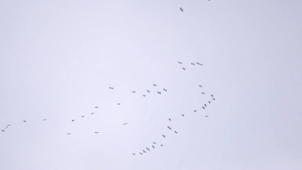 Pelikáni létat na pozadí šedé oblohy - Záběry, video