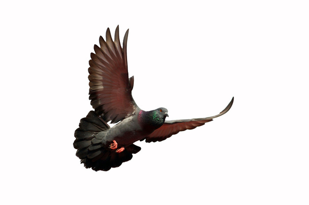 szirti galamb - Fotó, kép