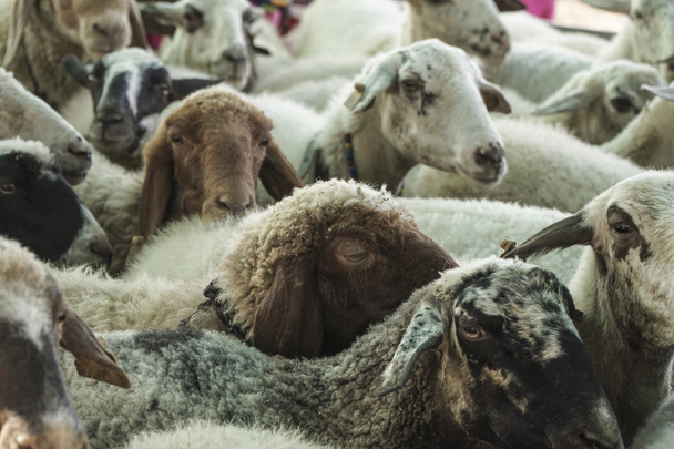 Rebaño de ovejas en el campo
 - Foto, imagen