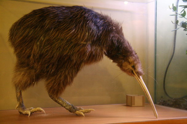Kiwi-Vogel, Neuseeland - Foto, Bild