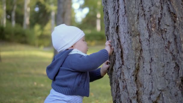 Child stands near a tree and touch it. Tears bark. - Felvétel, videó