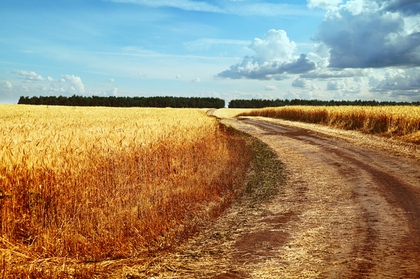 Imagem da estrada no campo de trigo contra o céu azul
 - Foto, Imagem