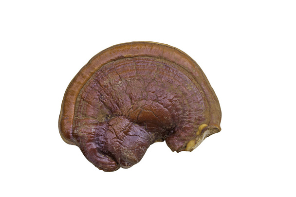 Lingzhi mushroom or Ganoderma lucidum - Photo, Image
