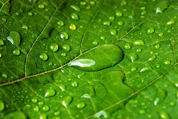 Green leaf - Foto, imagen