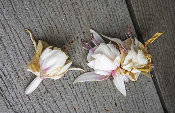 Sterbende Fuchsienblüten - Foto, Bild