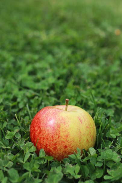 çimenlerin üzerinde taze elma - Fotoğraf, Görsel